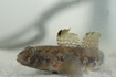 A 15 cm long Black Goby. Wild fish from Randers Fjord photographed in an aquarium.