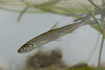 Smelt. Wild fish from Randers Fjord photographed in an aquarium.