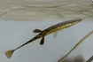 Photo ofSea stickleback (Spinachia spinachia). Photographer: 