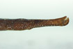 Photo ofBroad-nosed Pipefish (Syngnathus typhle). Photographer: 