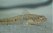 A common fish
