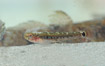 Photo ofTwo-spotted Goby (Gobiusculus flavescens). Photographer: 