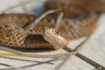 common Viper