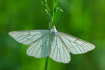 Photo ofBlack-veined Moth (Siona lineata). Photographer: 