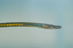 Photo ofStraight-nosed pipefish (Nerophis ophidion). Photographer: 