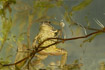 Common Frog. Wild animal photographed in an aquarium.