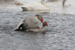 Greylag Goose mating