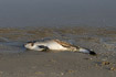 Photo ofHarbour porpoise (Phocoena phocoena). Photographer: 