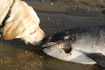 Dead Harbour porpoise