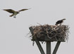 Osprey by the nest
