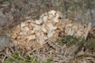 Photo ofCauliflower Mushroom (Sparassis crispa). Photographer: 