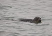 Common Seal