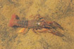Photo ofEuropean crayfish (Astacus astacus). Photographer: 