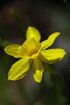 Foto af Dvrg-Pskelilje (Narcissus asturiensis). Fotograf: 