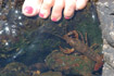 Photo ofEuropean crayfish (Astacus astacus). Photographer: 