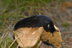 Photo ofLarge Black Slug (Arion ater). Photographer: 