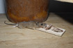 House Mouse in mousetrap