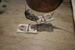 House Mouse in mousetraps