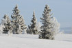 Photo ofNorway Spruce  (Picea abies). Photographer: 