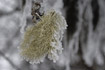 Lichen covered with frost