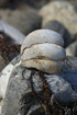 Photo ofSlipper Limpet (Crepidula fornicata). Photographer: 
