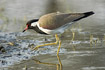 Photo ofRed-Wattled Lapwing (Hoplopterus indicus). Photographer: 