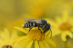 indefinite bee