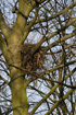 Raven nest