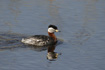 red-necked Grebe