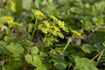 Alternate-leaver Golden-saxifrage