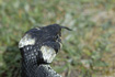 Photo ofGrass Snake (Natrix natrix). Photographer: 
