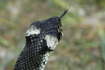 Photo ofGrass Snake (Natrix natrix). Photographer: 