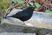 Common Blackbird Male