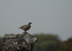 Photo ofRed-legged Patridge (Alectoris rufa). Photographer: 