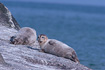 Common Seals 