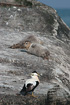 Common Eader and Common Seal