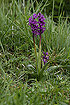 Western Marsh-orchid