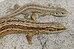 Common lizard an Sand Lizard