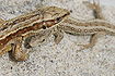 Common Lizard and a Sand Lizard