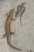 Sand Lizard and Viviparous Lizard
