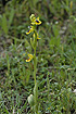 Yellow Ophrys