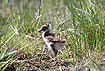 Young Northern Lapwing