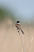 Reed Bunting male