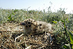 Young of a Herring Gull