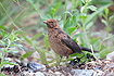 Common Blackbird young female