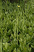 Photo ofGreat Spearwort (Ranunculus lingua). Photographer: 