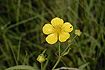 Photo ofGreat Spearwort (Ranunculus lingua). Photographer: 