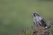 Photo ofGyrfalcon (Falco rusticolus). Photographer: 