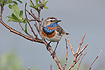 Photo ofBluethroat (Luscinia svecica svecica). Photographer: 