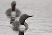 Read-throated Diver